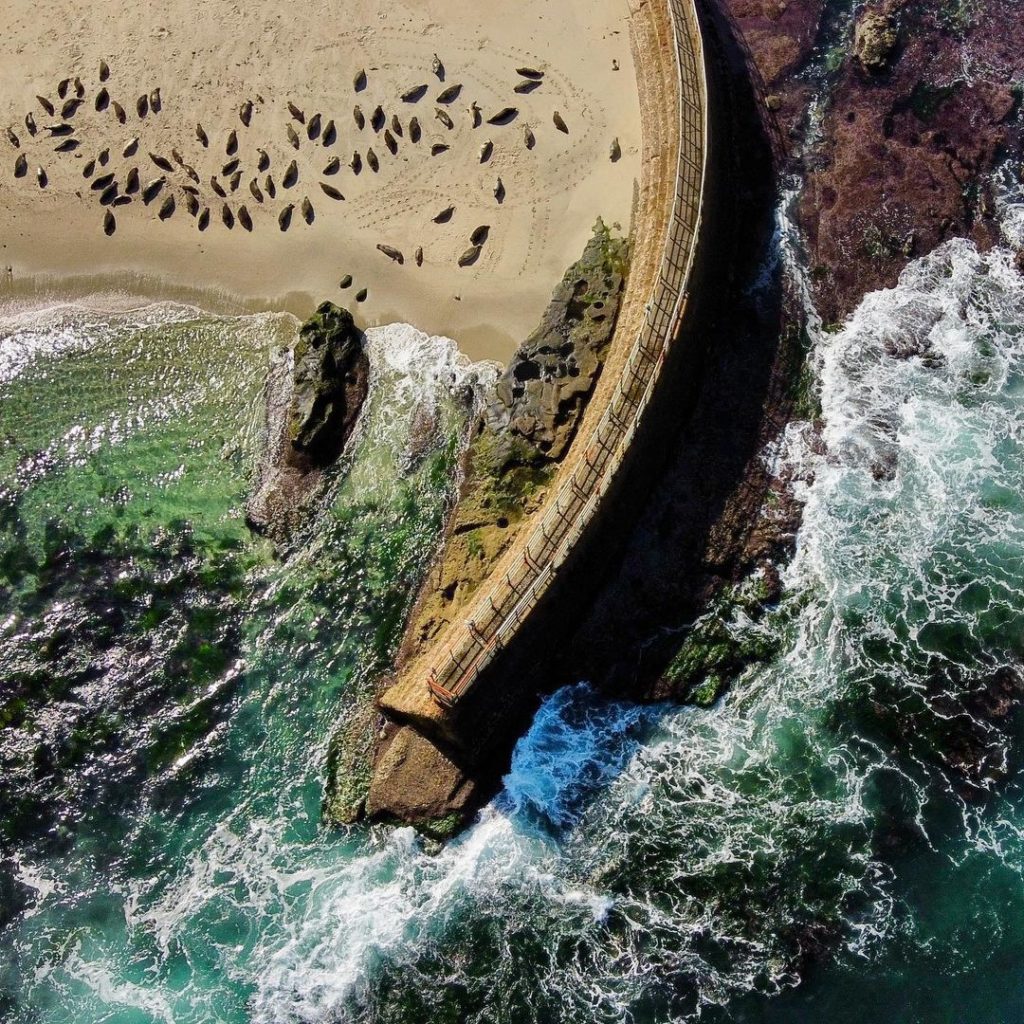 Seals at La Jolla Cove aerial view
