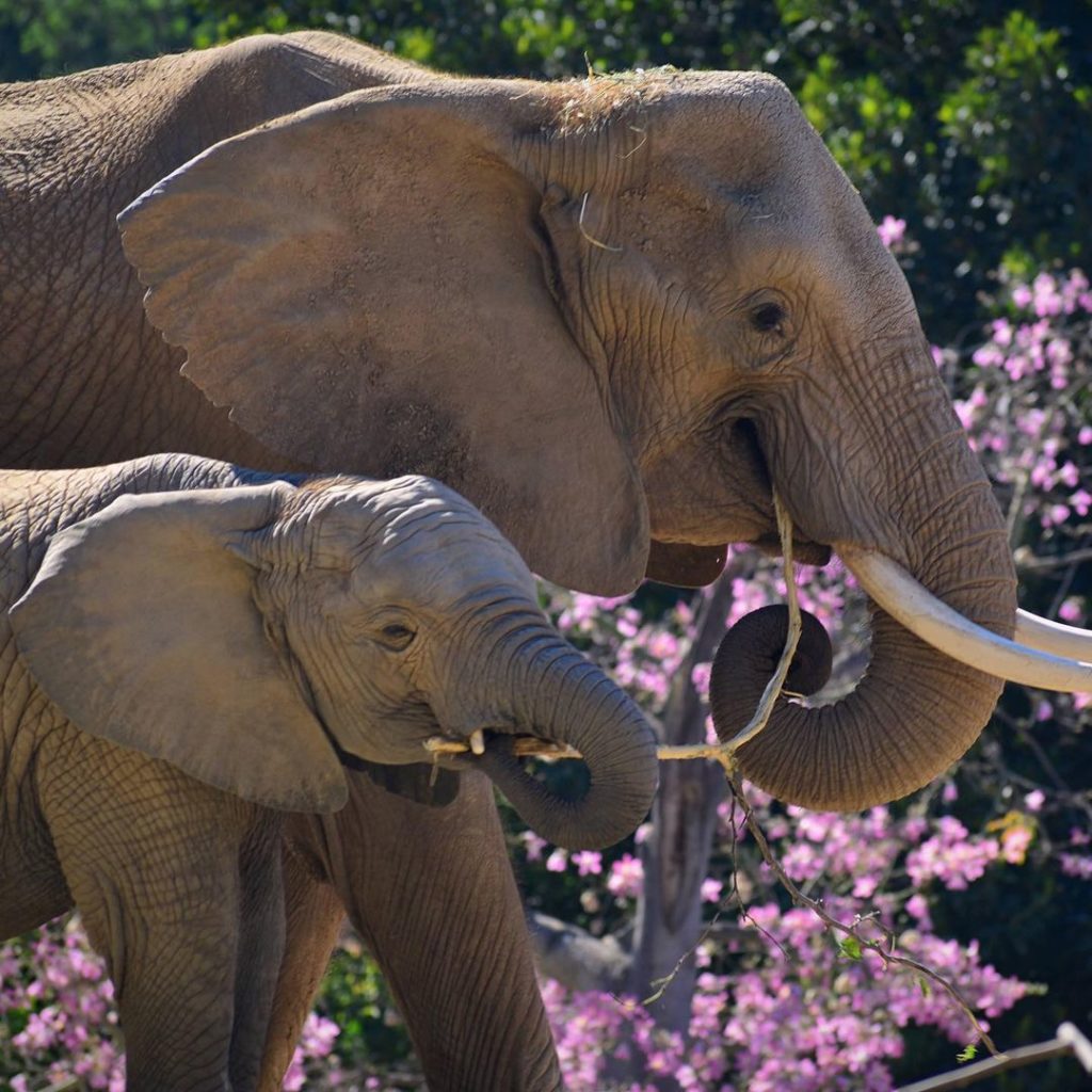 safari park elephants with spring flowers