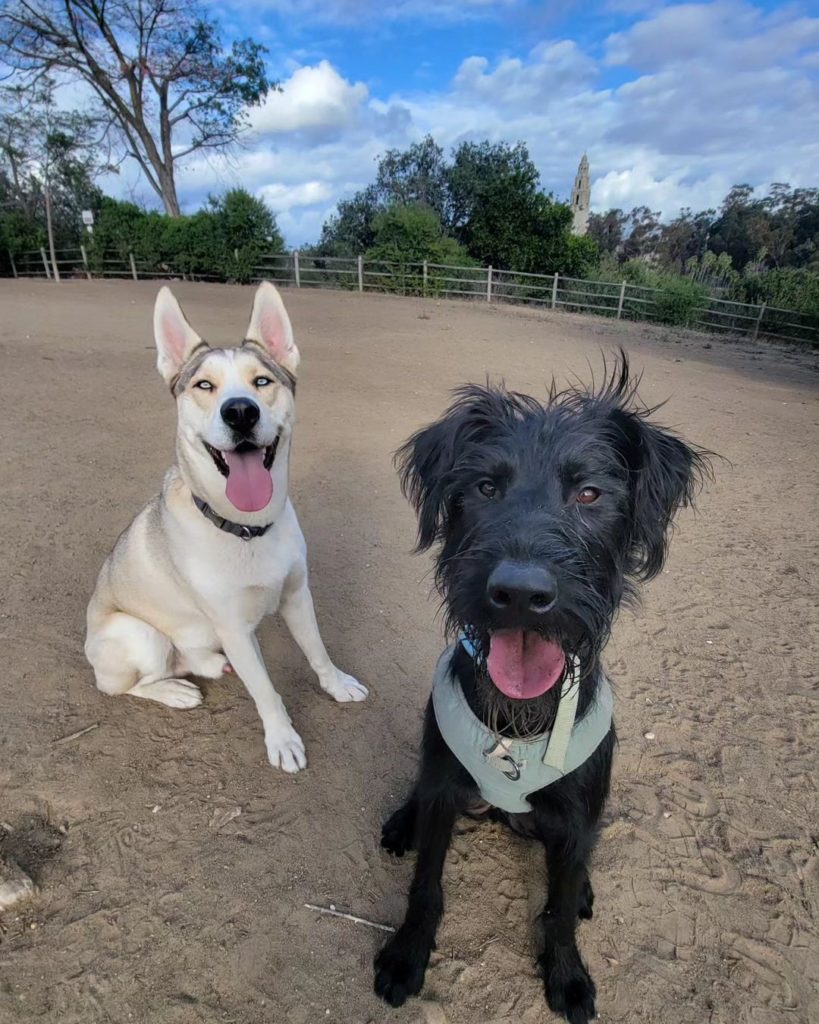 dogs at dog park