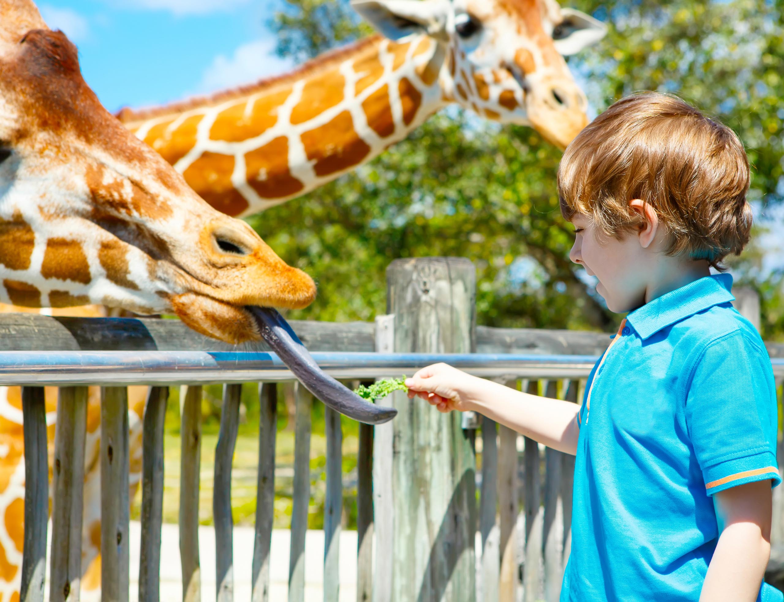 Boy is feeding the Giraffe at a zoo