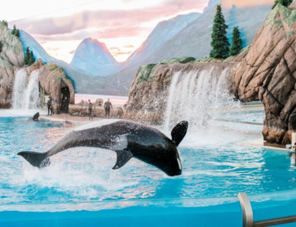 Big Whale jumping going back to the big pool