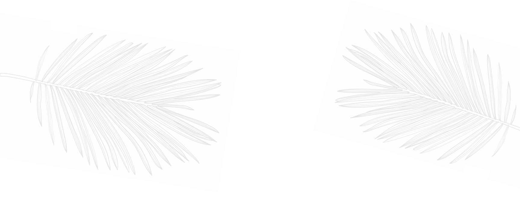 palm fronds background - weddings