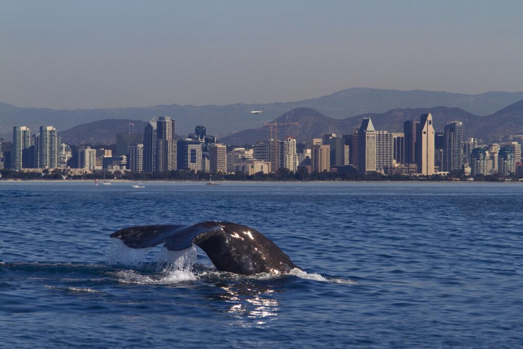 a whale's tail breaching the water with the San Diego skyline in the backgorund