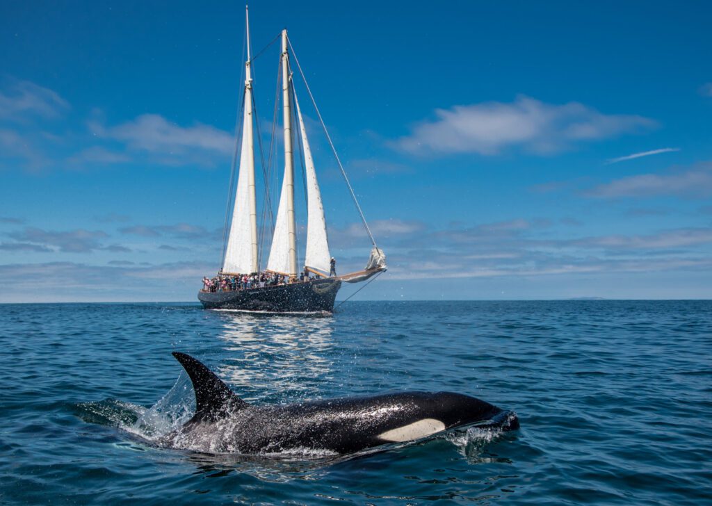 whale watching