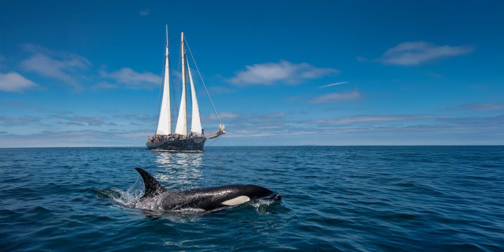 orca above the water in front of a sailboat