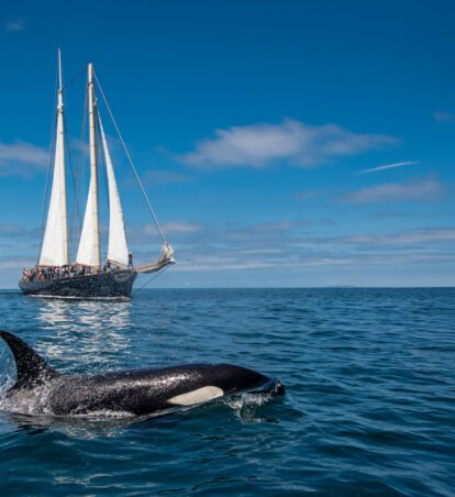 orca above the water in front of a sailboat