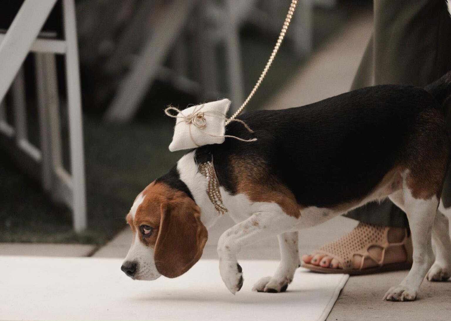 a beagle ring bearer