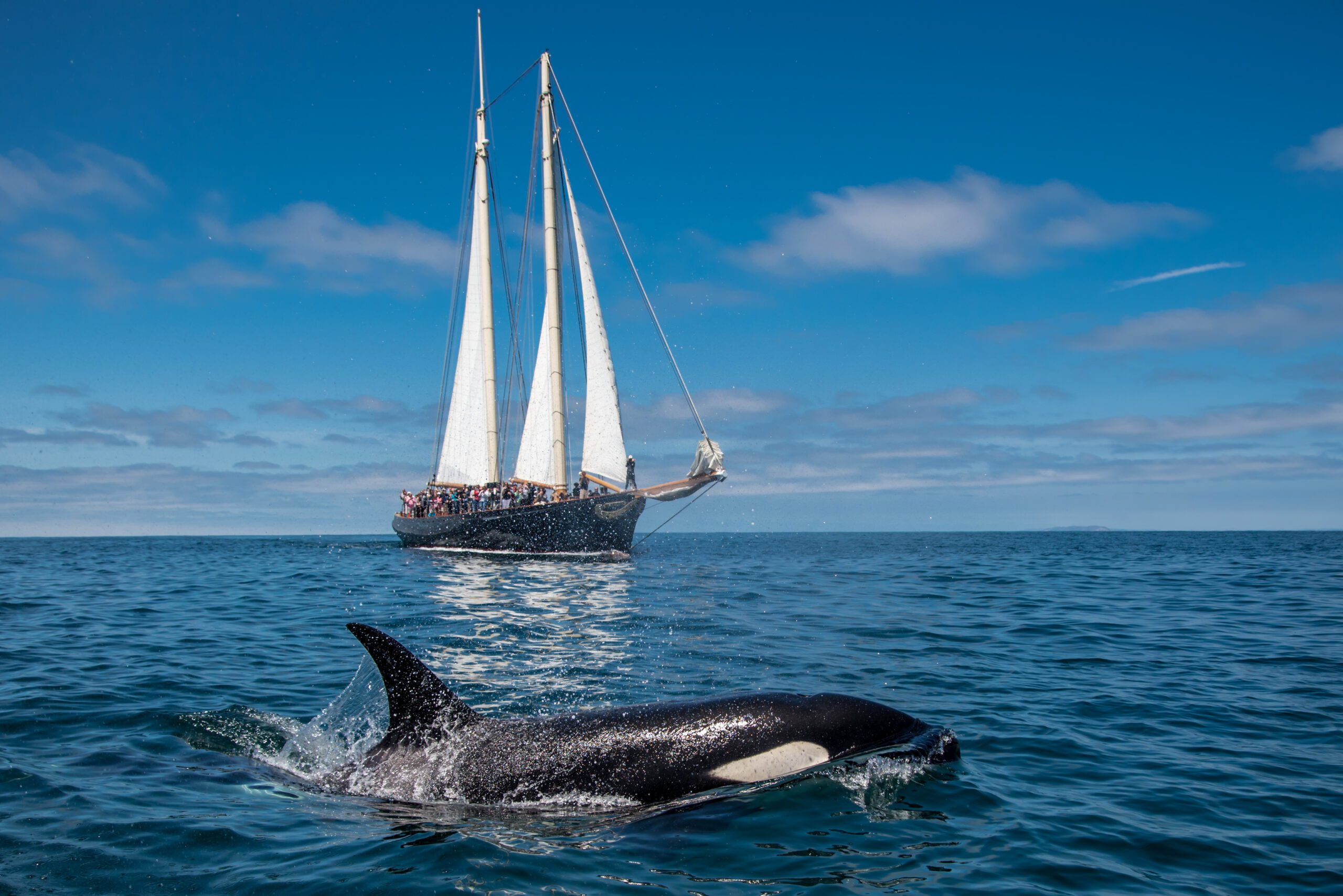 orca above the water in front of a sailboat