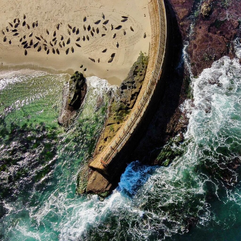 aerial view of a beach full of seals
