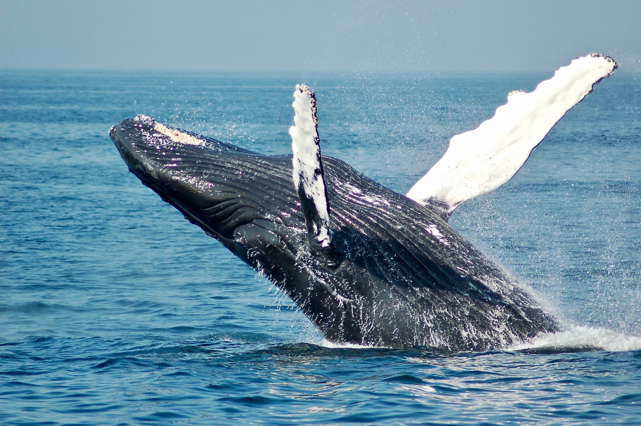 a whale breaching