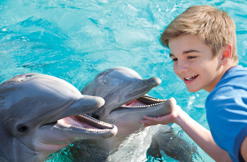 A boy touching two dolphins