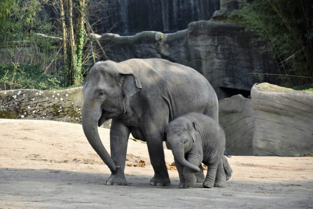 san diego zoo safari elephants