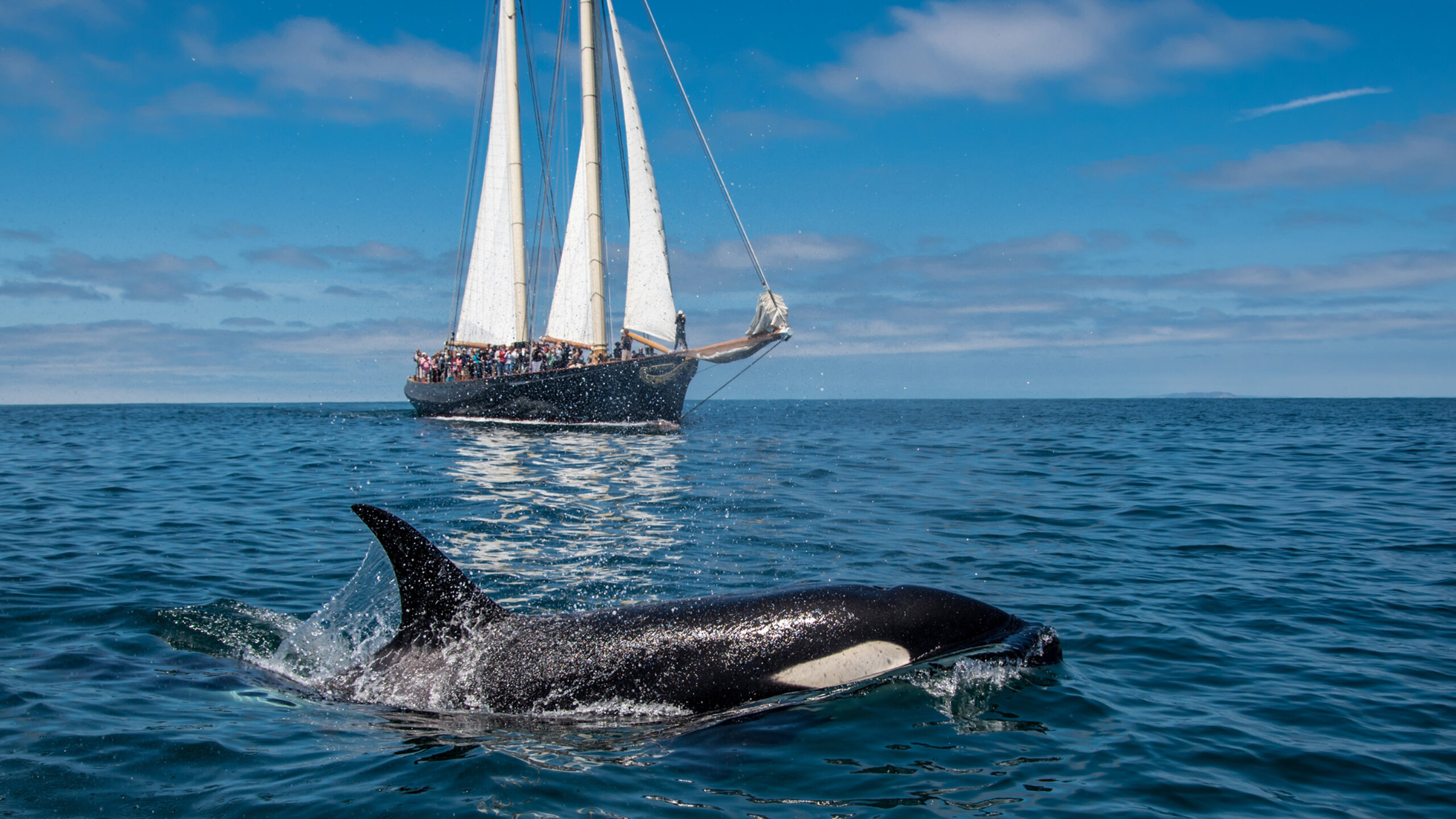 whale watching